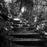 Photo En bas des marches, Muir Woods, Californie, printemps 2010